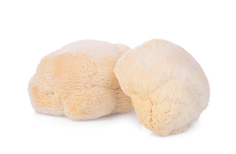 Igelstachelbart (Lion's Mane)